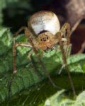 Metellina segmentata (cfr.)